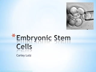*
                                       Carley Lutz




http://www.scientificamerican.com/article.cfm?id=embryos-survive-stem-cell-harvest
 