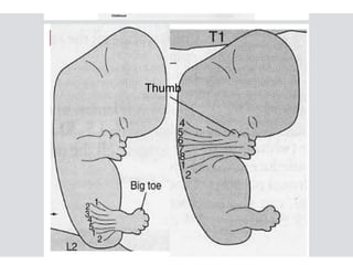Comprehensive Embryology and Human Birth Defects Overview for Medical ...