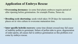 Application of Embryo Rescue
• Overcoming dormancy- in some fruit plants embryos require period of
after ripening before germination. for example Prunus, Taxus etc.
• Breeding cycle shortening- seeds witch takes 10-20 days for maturation
places on in vitro culture to overcome maturation time.
• Inter specific hybrids recovery- some time distant crossed may fail cause
of inability pollen to germinate, failure of pollen tube to grow, degeneration
of endo-sperm, all causes fail to embryo germination so this problem over
come by embryo rescue.
 