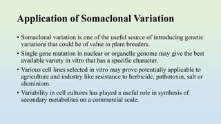 Application of Somaclonal Variation
• Somaclonal variation is one of the useful source of introducing genetic
variations that could be of value to plant breeders.
• Single gene mutation in nuclear or organelle genome may give the best
available variety in vitro that has a specific character.
• Various cell lines selected in vitro may prove potentially applicable to
agriculture and industry like resistance to herbicide, pathotoxin, salt or
aluminium.
• Variability in cell cultures has played a useful role in synthesis of
secondary metabolites on a commercial scale.
 