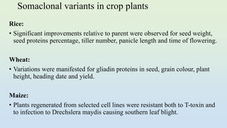 Somaclonal variants in crop plants
Rice:
• Significant improvements relative to parent were observed for seed weight,
seed proteins percentage, tiller number, panicle length and time of flowering.
Wheat:
• Variations were manifested for gliadin proteins in seed, grain colour, plant
height, heading date and yield.
Maize:
• Plants regenerated from selected cell lines were resistant both to T-toxin and
to infection to Drechslera maydis causing southern leaf blight.
 