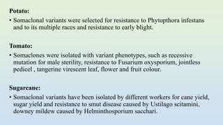 Potato:
• Somaclonal variants were selected for resistance to Phytopthora infestans
and to its multiple races and resistance to early blight.
Tomato:
• Somaclones were isolated with variant phenotypes, such as recessive
mutation for male sterility, resistance to Fusarium oxysporium, jointless
pedicel , tangerine virescent leaf, flower and fruit colour.
Sugarcane:
• Somaclonal variants have been isolated by different workers for cane yield,
sugar yield and resistance to smut disease caused by Ustilago scitamini,
downey mildew caused by Helminthosporium sacchari.
 