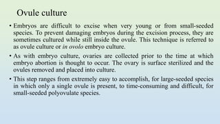 Ovule culture
• Embryos are difficult to excise when very young or from small-seeded
species. To prevent damaging embryos during the excision process, they are
sometimes cultured while still inside the ovule. This technique is referred to
as ovule culture or in ovolo embryo culture.
• As with embryo culture, ovaries are collected prior to the time at which
embryo abortion is thought to occur. The ovary is surface sterilized and the
ovules removed and placed into culture.
• This step ranges from extremely easy to accomplish, for large-seeded species
in which only a single ovule is present, to time-consuming and difficult, for
small-seeded polyovulate species.
 