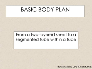 BASIC BODY PLAN From a two-layered sheet to a segmented tube within a tube 