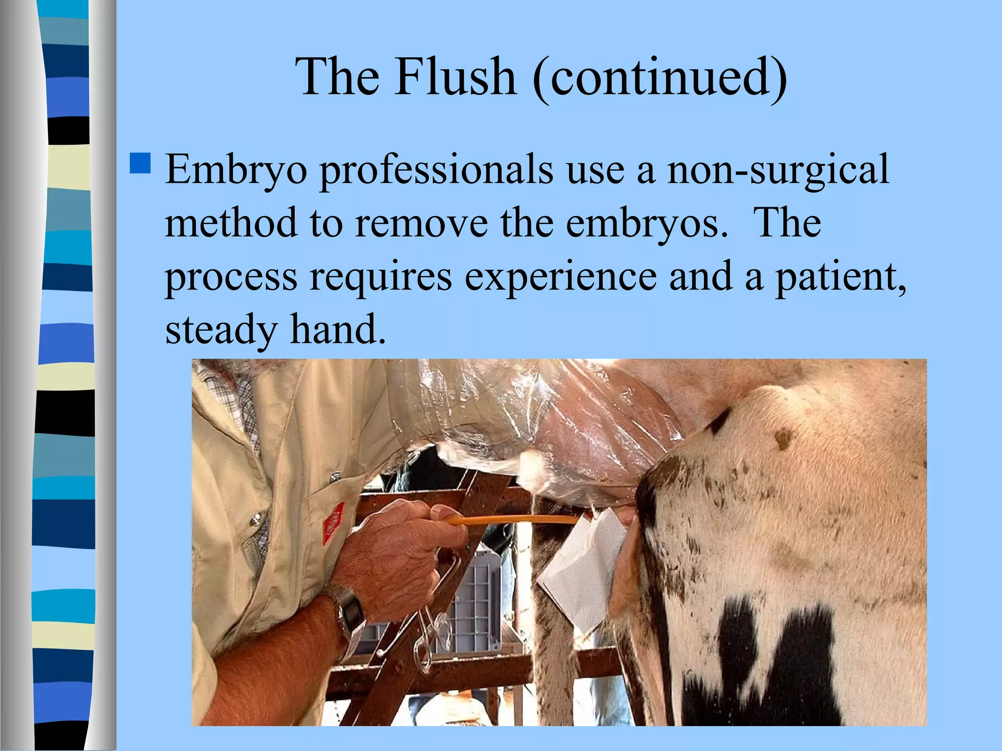 The Flush (continued) 
 Embryo professionals use a non-surgical 
method to remove the embryos. The 
process requires experience and a patient, 
steady hand. 
 