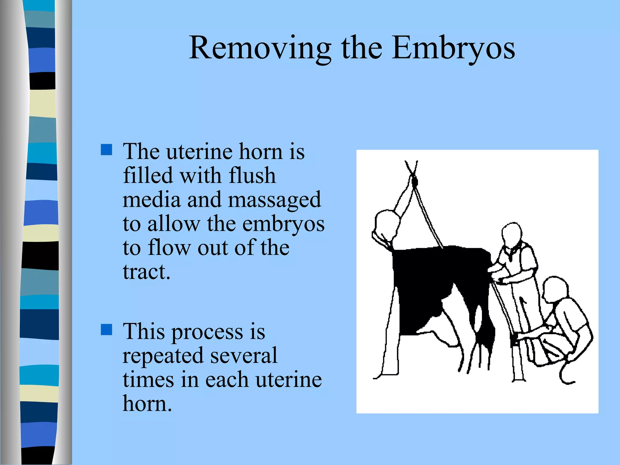 Removing the Embryos 
 The uterine horn is 
filled with flush 
media and massaged 
to allow the embryos 
to flow out of the 
tract. 
 This process is 
repeated several 
times in each uterine 
horn. 
 