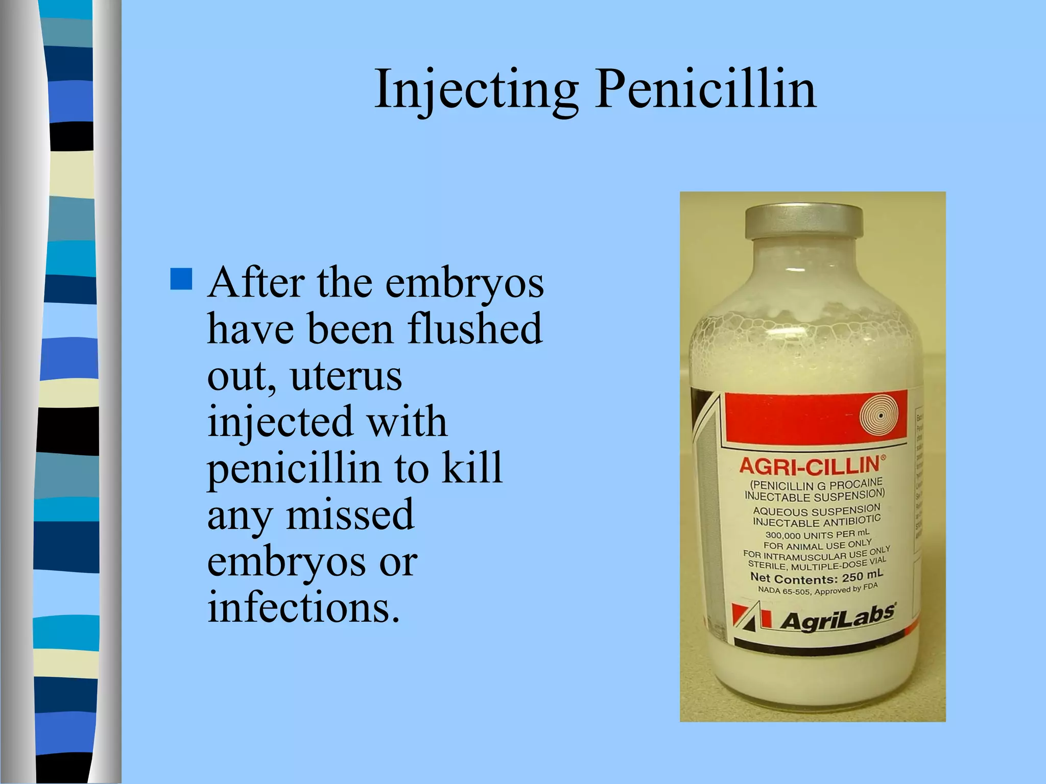 Injecting Penicillin 
 After the embryos 
have been flushed 
out, uterus 
injected with 
penicillin to kill 
any missed 
embryos or 
infections. 
 