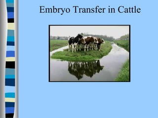 Embryo Transfer in Cattle 
 