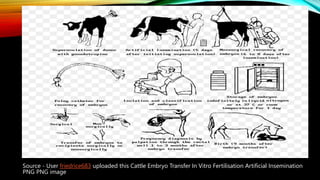 Source - User friedrice683 uploaded this Cattle Embryo Transfer In Vitro Fertilisation Artificial Insemination
PNG PNG image
 