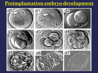 Preimplantation embryo development
 