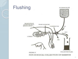 Flushing
15
 