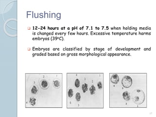Flushing
 12-24 hours at a pH of 7.1 to 7.5 when holding media
is changed every few hours. Excessive temperature harms
embryos (39oC).
 Embryos are classified by stage of development and
graded based on gross morphological appearance.
17
 