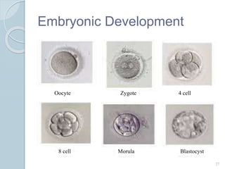 Embryonic Development
27
Oocyte Zygote 4 cell
8 cell BlastocystMorula
 