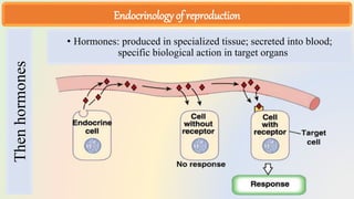 Embryo Transfer Technology LECTURES.pptx