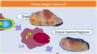 Embryo Transfer Technology LECTURES.pptx