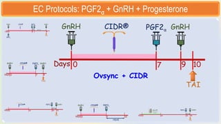 Embryo Transfer Technology LECTURES.pptx