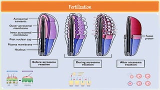 Embryo Transfer Technology LECTURES.pptx