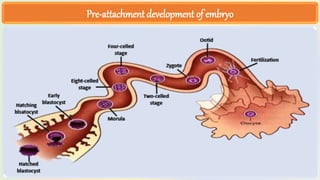 Embryo Transfer Technology LECTURES.pptx