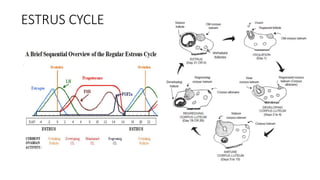 EMBRYO TRANSFER TECHNOLOGY, Its types and procedure. | PPTX