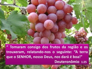 “ Tomaram consigo dos frutos da região e os
trouxeram, relatando-nos o seguinte: “A terra
que o SENHOR, nosso Deus, nos dará é boa!”
Deuteronômio 1:25
 