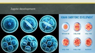 Embyonal Stem Cells - Properties and Classification | PPTX
