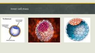 Embyonal Stem Cells - Properties and Classification | PPTX