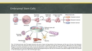 Embyonal Stem Cells - Properties and Classification | PPTX