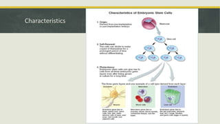 Embyonal Stem Cells - Properties and Classification | PPTX