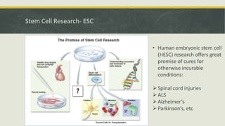Embyonal Stem Cells - Properties and Classification | PPTX