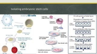 Embyonal Stem Cells - Properties and Classification | PPTX