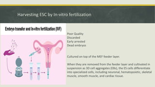 Embyonal Stem Cells - Properties and Classification | PPTX