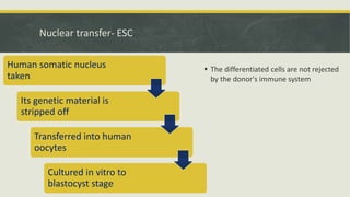 Embyonal Stem Cells - Properties and Classification | PPTX