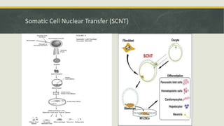 Embyonal Stem Cells - Properties and Classification | PPTX
