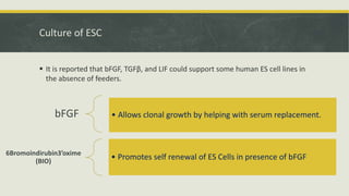 Embyonal Stem Cells - Properties and Classification | PPTX