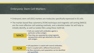 Embyonal Stem Cells - Properties and Classification | PPTX