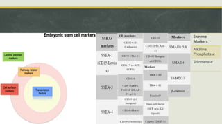 Embyonal Stem Cells - Properties and Classification | PPTX