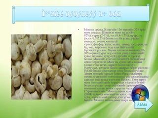 •   Монгол оронд 28 овгийн 136 төрлийн 375 зүйл
    мөөг ургадаг. Шинэхэн мөөг нь ус (84-
    92%), уураг (2-3%), тос (0.4-1.7%), нүүрс ус
    (эслэг 0.7-2.5%) болон тос ба усанд уусдаг
    аминдэм, тосны ханаагүй
    хүчил, фосфор, кали, кальц, төмөр, зэс, хром, ца
    йр, иод, марганец агуулсан байгалийн
    бүтээгдэхүүн юм. Харин хатаасан мөөгөнд 20-
    30% орчим уураг агуулагдах учир хэмжээний
    хувьд махнаас дутуугүй уургийн эх үүсвэр
    болно. Мөөгийг хүнсэнд төдийгүй эмчилгээнд
    өргөн хэрэглэдэг. Мөөг нь цусан дахь тосны
    хэмжээг багасгах, даралт болон халуун
    бууруулах, үрэвсэл болон хавдрын эсрэг үйлчлэл
    бүхий биологийн идэвхт олон бодис агуулдаг.
    Зарим мөөгийг сүрьеэ болон бусад халдварт
    өвчин, мэдрэлийн тогтолцооны үйл ажиллагааны
    саатлыг анагаахад хэрэглэж байжээ. Гэвч зарим
    мөөг бие махбодийг хордуулах үйлчлэл бүхий
    бодис агуулдаг учир тэдгээрийг хүнсний
    мөөгнөөс ялгаж таньж сурах нь чухал. Судлаач
    Г.Уранчимэгийн "Монгол орны хүнсний мөөг"
    (2004) номонд мөөгний ангилал, төрөл
    зүйл, хэрэглээний талаар дэлгэрэнгүй өгүүлсэн
    байдаг. Монгол цагаан мөөг шарх анагаана.
 