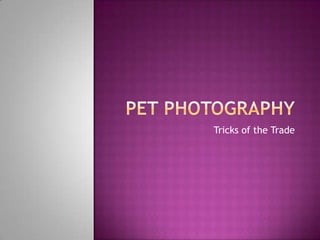 Pet Photography Tricks of the Trade 