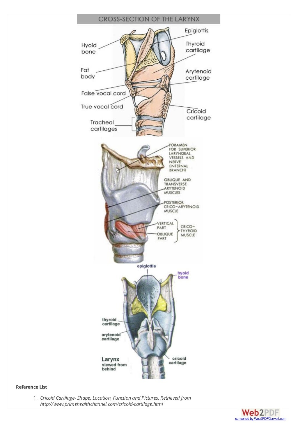 Cricoid Cartilage Anatomy _ Cartilages of the larynx: Types and anatomy ...