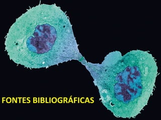 FONTES BIBLIOGRÁFICASFONTES BIBLIOGRÁFICAS
 