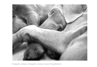 Fotografía. Cámara: Fotografía. Cámara: Canon PowerShot G1. 