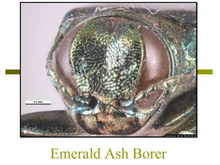 Emerald Ash Borer
 