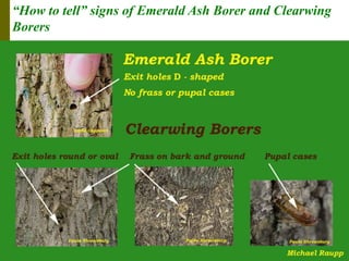 “How to tell” signs of Emerald Ash Borer and Clearwing
Borers
 