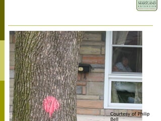 Courtesy of Philip
Bell
 