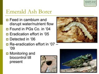 Feed in cambium and
disrupt water/nutrient flow
 Found in PGs Co. in ‘04
 Eradication effort in ‘05
 Detected in ‘06
 Re-eradication effort in ‘07 –
’09
 Monitoring and
biocontrol till
present
Emerald Ash Borer
 