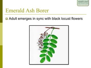 Emerald Ash Borer
 Adult emerges in sync with black locust flowers
 