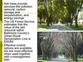  Ash trees provide
services like pollution
removal, carbon
storage and
sequestration, and
energy savings
 The US Forest Service
estimates that the
value of the ash
resource within
Baltimore County’s
Urban-Rural
Demarcation Line is
$353M
 Effective control
options are available,
but are most effective
when used together
with a management
plan
 