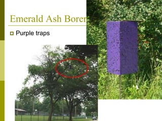 Emerald Ash Borer
 Purple traps
 
