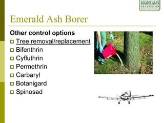 Emerald Ash Borer
Other control options
 Tree removal/replacement
 Bifenthrin
 Cyfluthrin
 Permethrin
 Carbaryl
 Botanigard
 Spinosad
 