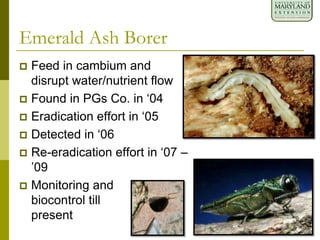  Feed in cambium and
disrupt water/nutrient flow
 Found in PGs Co. in ‘04
 Eradication effort in ‘05
 Detected in ‘06
 Re-eradication effort in ‘07 –
’09
 Monitoring and
biocontrol till
present
Emerald Ash Borer
 